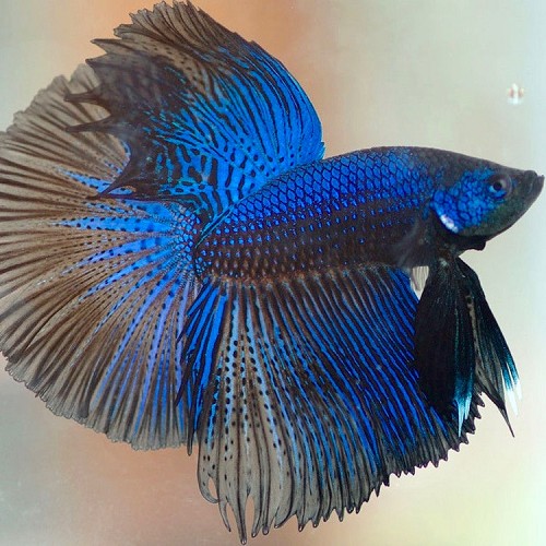 Betta splendens - Combattant male halfmoon XL